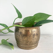6" Brass Planter